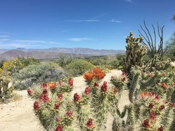 Plants growing on field against sky