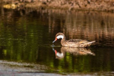 Duck swimming in lake