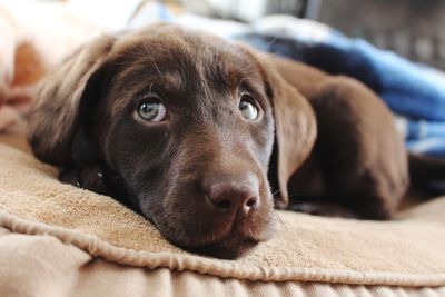 Close-up portrait of puppy relaxing