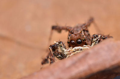 Close-up of spider