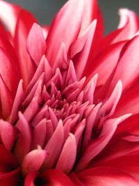 Close-up of pink flower