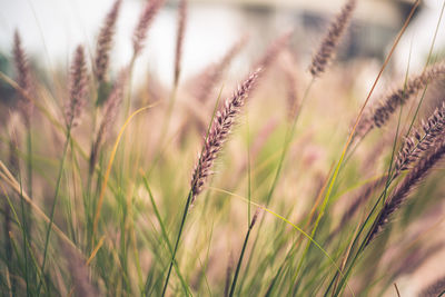 Close-up of stalks in field