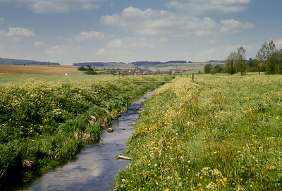 Scenic view of agricultural field against sky