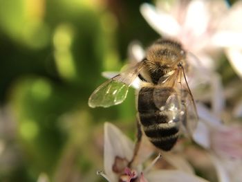 Close-up of bee pollinating flower