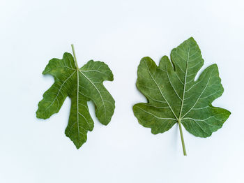 Close-up of leaves against white background