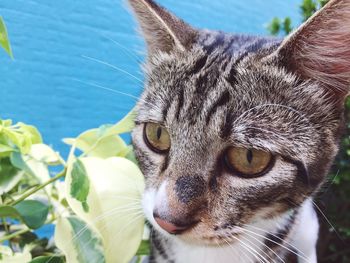 Close-up portrait of cat