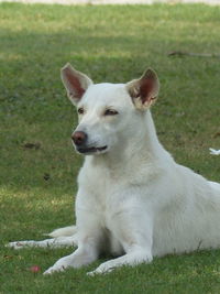 White dog sitting on field