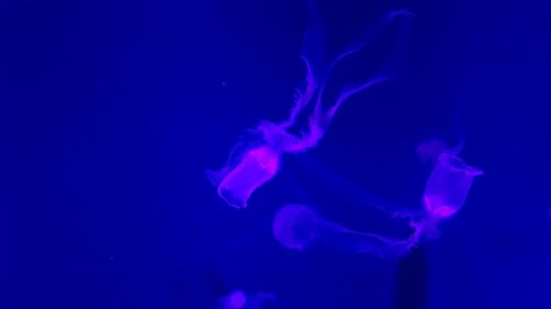 Close-up of jellyfish against blue background