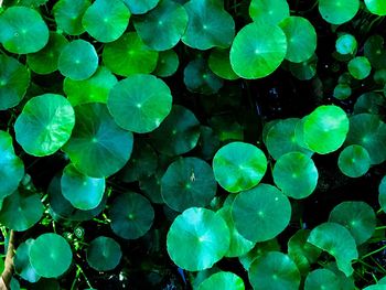 Full frame shot of leaves floating on water