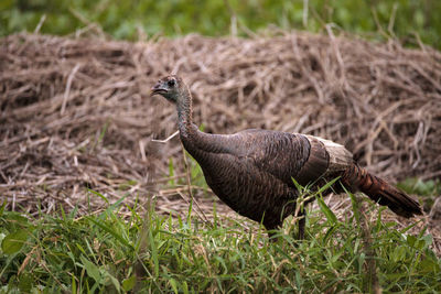 Side view of a bird on field