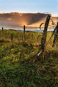 Scenic view of grassy field against sky during sunset