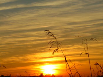 Silhouette tree against orange sky during sunset