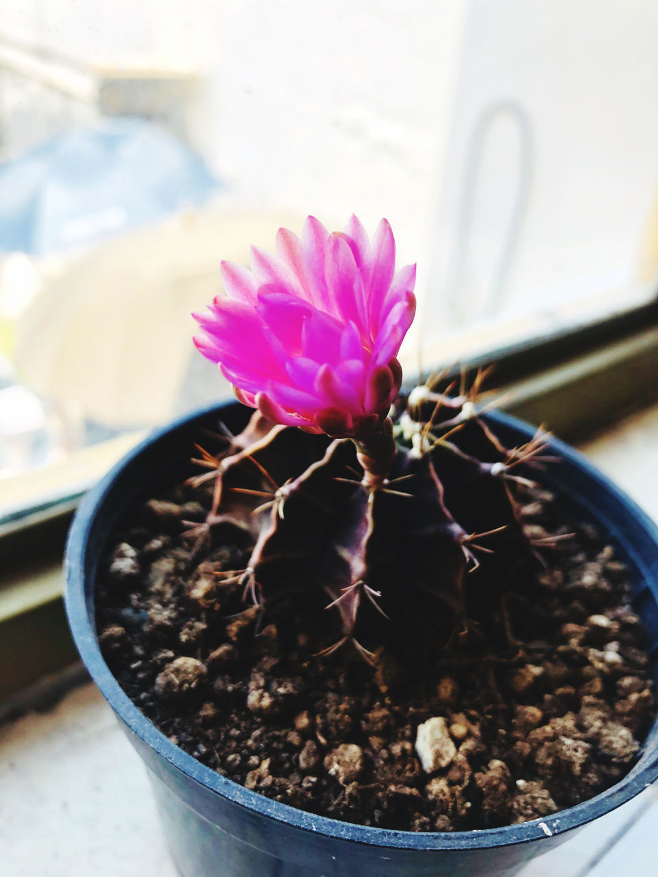 CLOSE-UP OF FLOWER POT