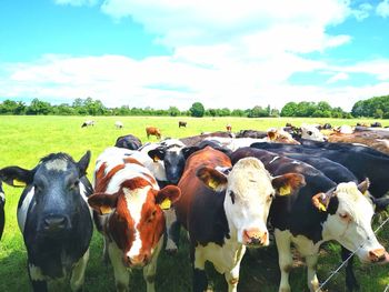 View of cows on field