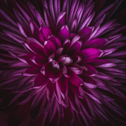 Close-up of pink rose flower