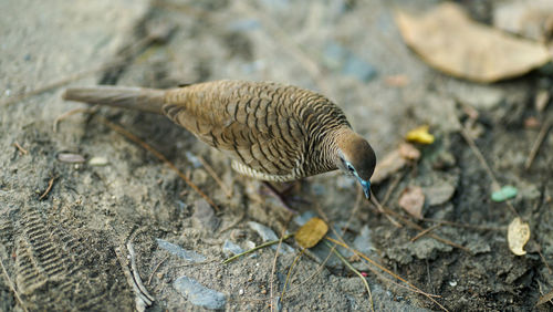 High angle view of a bird on field