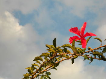 Low angle view of red flowering plant against sky