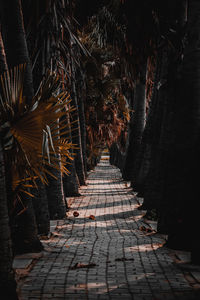 Sugar palm tunnel in nakhon ratchasima, thailand