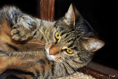 Close-up of a cat lying on wood