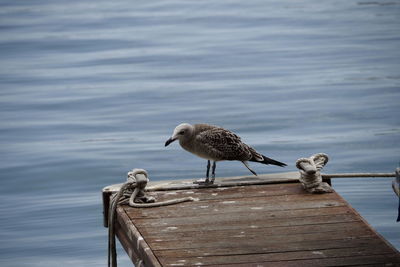 Seagulls perching on wooden post