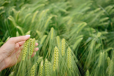 Woman's hand touches fresh ears of wheat