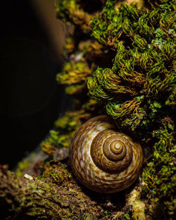 Close-up of snail on moss