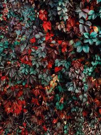 High angle view of autumnal leaves on field