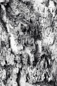 Full frame shot of tree trunk