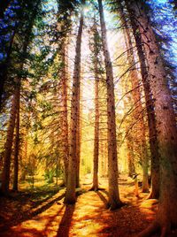 Trees in forest