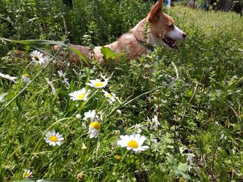 Fresh white flowers in field