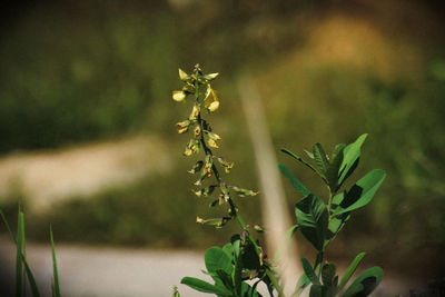 Close-up of flowering plant on field