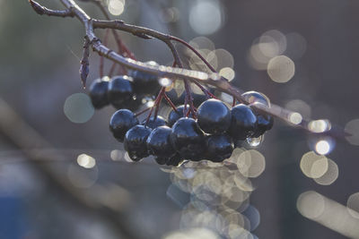 Close-up of grapes growing on tree