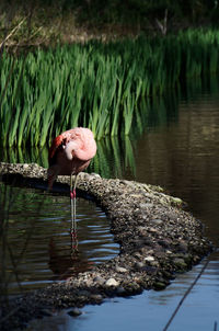 Flamingo having a quiet moment