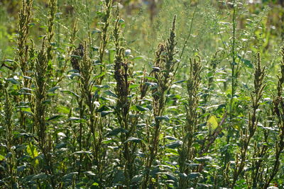 Full frame shot of bamboo plants on field