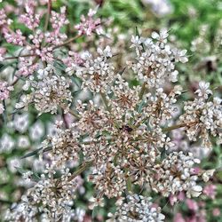 Full frame shot of flower tree