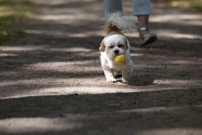 Low section of dog running on floor