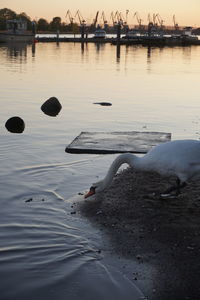 View of swans swimming in lake