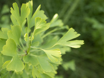 Ginkgo biloba leaves. young shoots of ginkgo tree. dietary supplement, alternative, herbal medicine