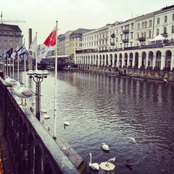 Bird flying over water