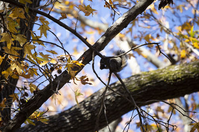 Low angle view of bird perching on tree