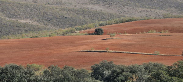 High angle view of agricultural field