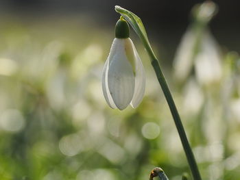 Close-up of white flowering plant