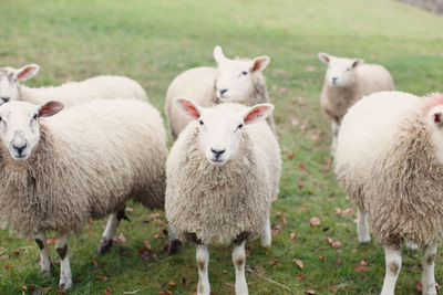 Sheep standing in a field