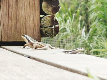 Close-up of lizard on wood