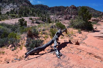 Shadow of tree on rock