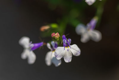 Close-up of purple flowering plant