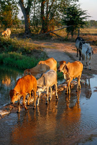 Cow standing in a lake