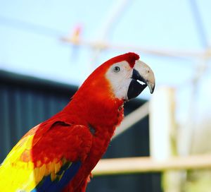 Close-up of parrot