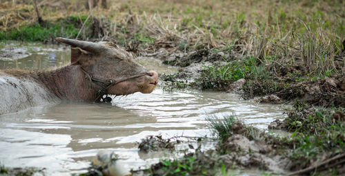 A young buffalo mud is asleep in swamp happily.