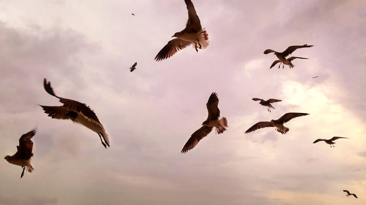 flying, bird, animal themes, animals in the wild, mid-air, wildlife, spread wings, low angle view, flock of birds, sky, cloud - sky, medium group of animals, cloudy, motion, seagull, freedom, cloud, silhouette, on the move